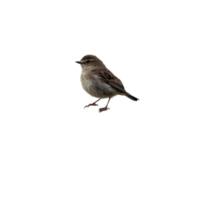 Small bird perched on a rock against a Transparent background in a tranquil outdoor setting, small bird perched on top a rock, background png