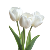 Closeup view of beautiful white tulips on a bright Transparent background perfect for floral decoration purposes, Closeup view pink tulips isolated on background png