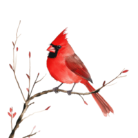 Red winter cardinal bird perched on a branch against a Transparent background in a serene natural setting, Red winter cardinal bird perched on a branch, background png