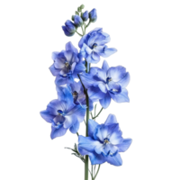 Delphinium flowers blooming in shades of blue against a Transparent background, of Delphinium flowers isolated on background png