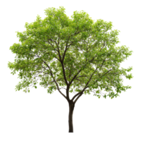 Tree with sparse natural leaves standing alone against a white background in a serene environment during daylight, Image a tree with few natural leaves isolated on a isolated on white background png