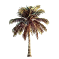Palm tree isolated on a Transparent background creating a tropical and serene atmosphere, Image palm tree isolated on background png
