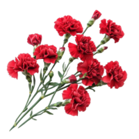Vibrant red carnation flowers isolated on a bright Transparent background showcasing natural beauty, of Carnation flowers isolated on background png
