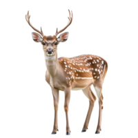 Deer standing gracefully with antlers and spots on a plain Transparent background, roe deer isolated on background png