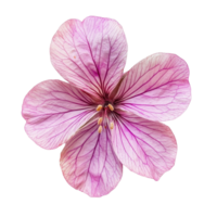 Beautiful geranium flower with delicate petals showcasing intricate veins against a clean Transparent background, cute geranium flower isolated png