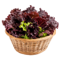 Fresh red lettuce in a woven basket isolated on a white background, perfect for healthy meals and salads, Fresh red lettuce in the basketisolated on white background png