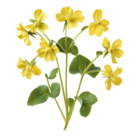 Cowslip creeper showcasing vibrant yellow blooms and lush green leaves against a pure Transparent background, Cowslip creeper isolated on background png