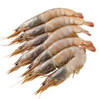 Fresh shrimp arranged neatly on a Transparent background ready for culinary use or presentation, Shrimp on background with background png