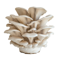 Oyster mushroom cluster on Transparent background showcasing unique textures and colors in natural light, oyster mushroom background png