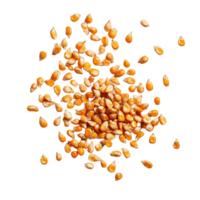 Corn seeds scattered on a Transparent background for agricultural use and planting, corn seeds on background png