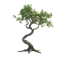 Non tree with twisted trunk and lush foliage isolated on a Transparent background for display and design purposes, Non isolated on background png