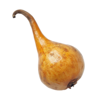 Unique long gong fruit Lansium parasiticum displayed on a Transparent background showcasing its distinctive shape, Long Gong fruit Lansium parasiticum on background png