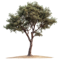 Close up view of a tree with lush green foliage on a Transparent background showcasing its intricate details, Tree on White background, real close up decorate tree in brown pod isolate die cut file png