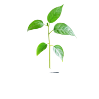 Plant sprouts from laptop symbolizing growth and technologys connection to nature in a modern workspace, Plant Growing Through Laptop on Transparent background png