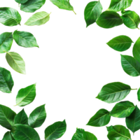 Natural green leaves frame with copy space on a Transparent background for creative design and decoration purposes, Leaves frame with copy space isolated on background png