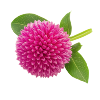 Bright globe amaranth flower with green leaves on a white background showcasing its vibrant pink color, globe amaranth flower isolated on white background png