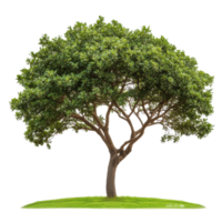 Closeup of a solitary tree on a bright Transparent background showcasing its lush green leaves and elegant structure, Closeup a tree isolated on a isolated on background png