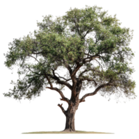 Large solitary tree with green leaves standing against a plain background in bright natural light, Image branches with leaves a large tree isolated on white background png