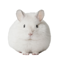 Fluffy white chinchilla relaxing against a plain background with soft features and adorable expression, White Chinchilla Transparent background png