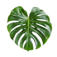 Monstera leaf isolated on a bright Transparent background showcasing its unique shape and rich green color, Monstera leaf isolated on background png