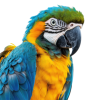 Colorful parrot perched against a Transparent background showcasing vibrant plumage and distinct features, Colorful Parrot Isolated on background png