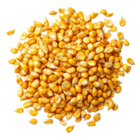 Yellow corn grains scattered on Transparent background showcasing their vibrant color and texture, yellow corn grains on background png