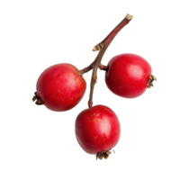Carunda or Karonda fruit isolated on a white background showcasing vibrant red color and natural texture, Carunda or Karondaisolated on white background png