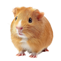Cute guinea pig sitting on a white background, showcasing its round shape and vibrant fur texture, Guinea pig isolated on white background png