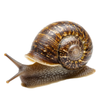 Snail slowly moving across a Transparent background showcasing its elegant shell and distinct features, Snail isolated on background png