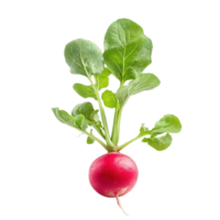 Fresh radish with vibrant green leaves isolated on Transparent background showcasing its natural beauty, radish isolated on background png