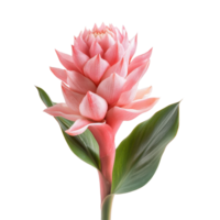 Torch ginger in full bloom showcasing vibrant pink petals and green leaves, Torch ginger or Aspidistra suspense isolated on Transparent background png