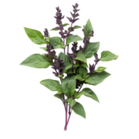 Holy basil plant branches with purple flowers on a white background for herbal use, Holy Basil,Ocimum sanctum isolate on white background png