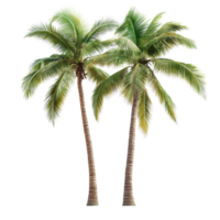 Coconut trees isolated on Transparent background showcasing tropical beauty and natural elegance, coconut trees isolated on background Realistic background png