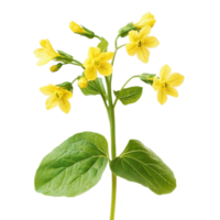 Cowslip creeper flower with yellow blooms and green leaves isolated on Transparent background, Cowslip creeper isolated on background png