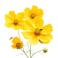 Closeup view of yellow cosmos flowers attracting nectarseeking bees in a bright and sunny environment, Closeup yellow cosmos flowers with nectarseeking insects isolated on Transparent background png