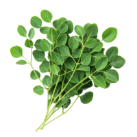 Moringa isolate with fresh green leaves displayed on a clean Transparent background, Moringa isolate on background png