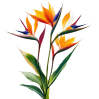 Vibrant bird of paradise flowers showcasing striking colors and unique shapes in a natural setting, featuring bird of paradise flowers, isolated or with a White background png