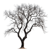 Branches of a large tree isolated on a Transparent background showing intricate details of nature, Isolated image branches a big tree on a background png