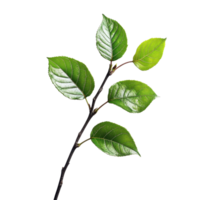 Green leaf branch on white background highlighting natures simplicity and beauty, Image green leaf on branch on white background png