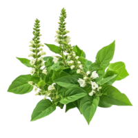 Holy Basil Ocimum sanctum isolated on white background showcasing its vibrant green leaves and flowers, Holy Basil,Ocimum sanctum isolated on white background png