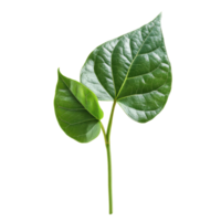 Kaempferia leaf displayed on a minimalistic Transparent background for botanical study, Kaempferia with leafisolated on background png