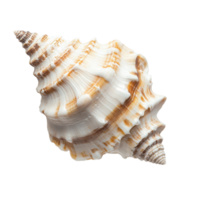 Unique seashell displayed on a Transparent background highlighting intricate patterns and textures, Seashell on background png