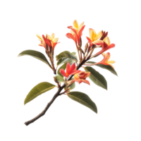 Flowering branch of Sa lae or Broussonetia kurzii Corner in a bright setting displays vibrant colors and unique shapes, Flower of Sa lae or Broussonetia kurzii Corner on white background png