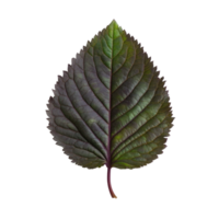 Shiso leaf showing vibrant green and purple hues isolated on Transparent background, Shiso leaf on background png