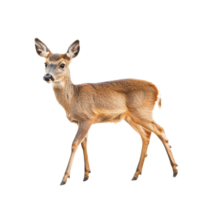 Roe deer walking gracefully on a Transparent background showcasing its elegant form, roe deer isolated on background png