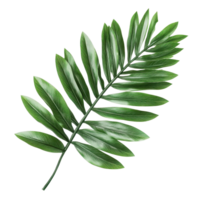 Palm leaves isolated on Transparent background showcasing vibrant green colors and intricate textures for design use, Isolated image palm leaves on background png