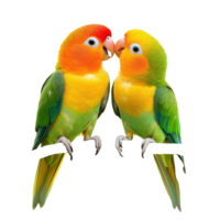 Cute agapornis parrot birds sharing a moment of love while perched on a branch against a Transparent background, Cute Agapornis parrot birds, in love, isolated on background png