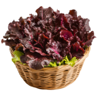 Fresh red lettuce in a woven basket ready for culinary use in a modern kitchen setting, Fresh red lettuce in the basketisolated on white background png