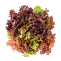 Fresh red oak lettuce arrangement on a clean Transparent background for culinary use, Red oak lettuce on background png