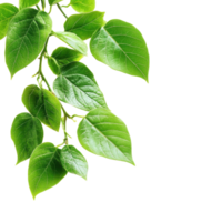 Closeup view of isolated green leaves on a Transparent background showcasing their vibrant color and texture, Closeup view green leafy branches isolated on background png